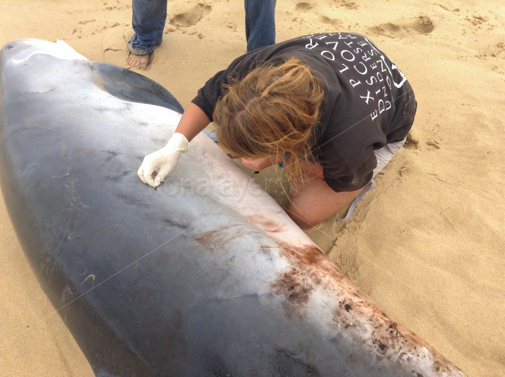 cetacean scientist Monica Betts takes tissue samples...