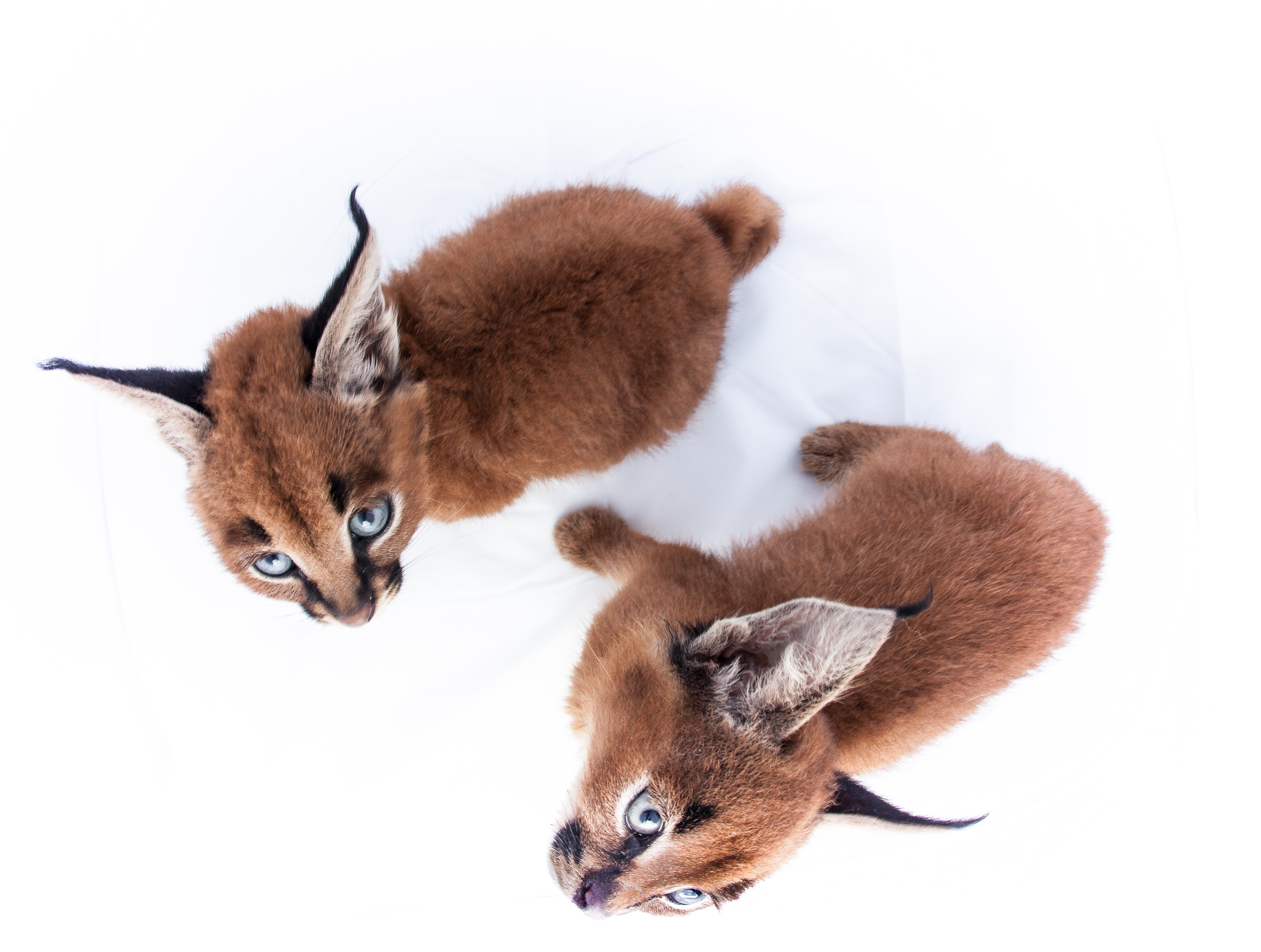 What are caracal kittens?