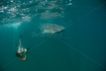 Carlos Macuacua photographing a whale shark