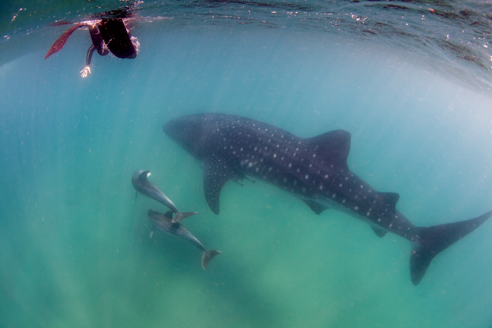 Once in a while you get to experience life-altering scenes like this- dolphins playing with a whale shark
